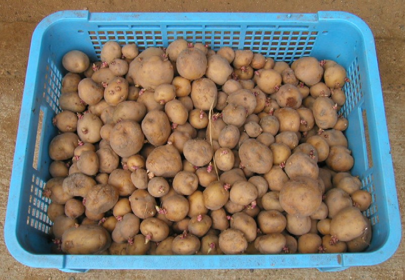 ���Ⴊ����