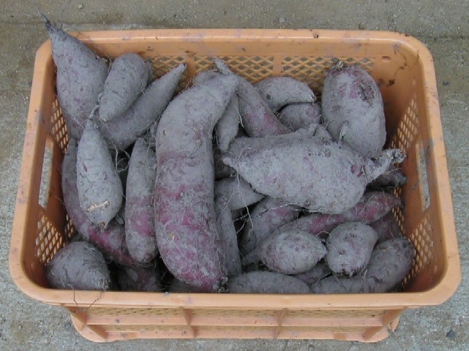 ���܂���